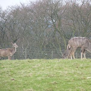 Greater Kudus