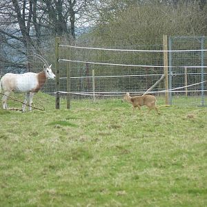 Scimitar-Horned Oryx and Chinese Water Deer
