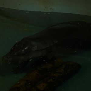 Pygmy Hippo