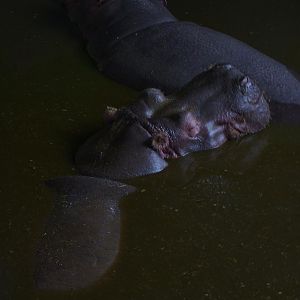 Common Hippos