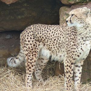 Cheetah