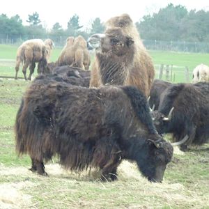 Bactrian Camels and Yaks