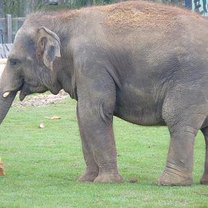 Asian Elephant