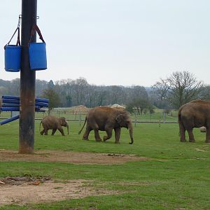 Asian Elephant Herd