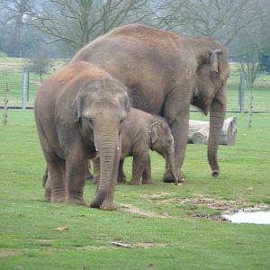 Asian Elephants
