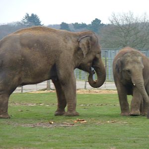 Asian Elephants