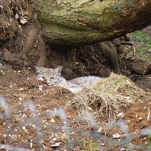 European Lynx