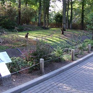 Swamp Wallaby enclosure