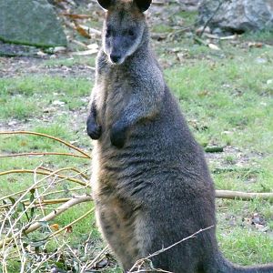 Swamp Wallaby