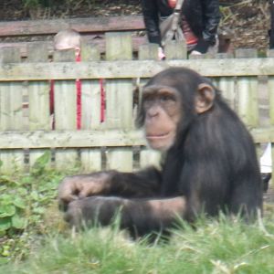 Chimpanzee