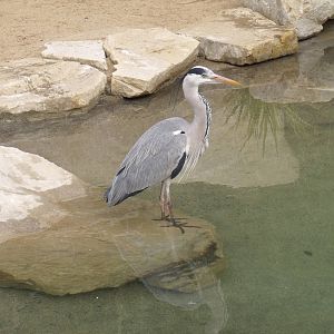 Grey Heron