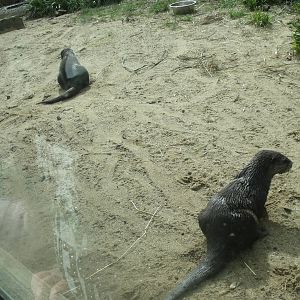 Asian short-clawed otters