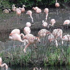 Chilian flamingos