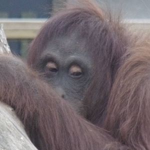 Orangutan