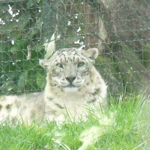 Snow leopard