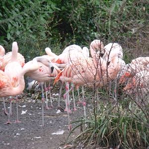 Chilian flamingos