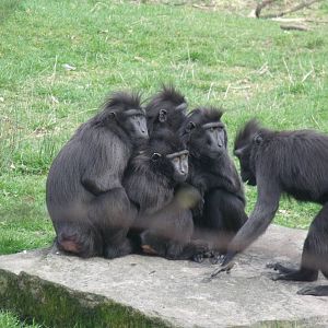 Sulwasei crested macaques