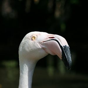 Greater Flamingo closeup