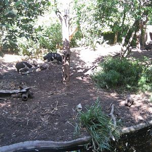 Sun Bears in enclosure