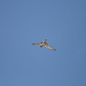 Nankeen Kestrel
