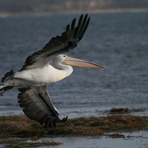 Australian Pelican