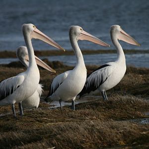 Australian Pelicans