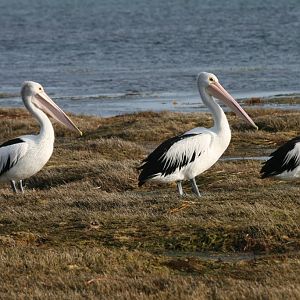 Australian Pelicans