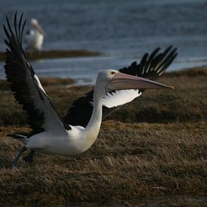 Australian Pelican