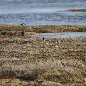 Ruddy Turnstones