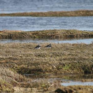 Ruddy Turnstones