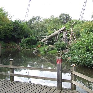 Sulawesi Crested Macaque island