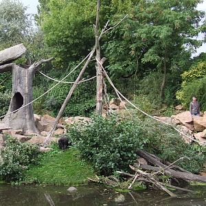 Sulawesi Crested Macaque island