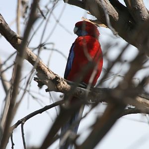 Crimson Rosella