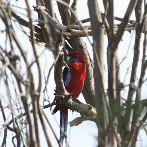 Crimson Rosella