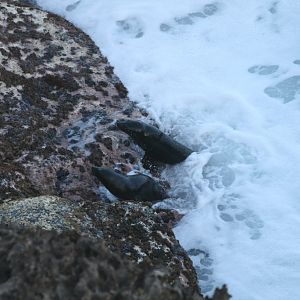 New Zealand Fur Seal Pups