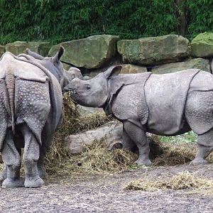 Indian Rhinos