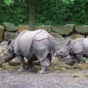 Indian Rhinos