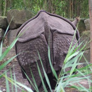 Indian Rhino