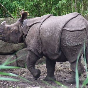 Indian Rhino