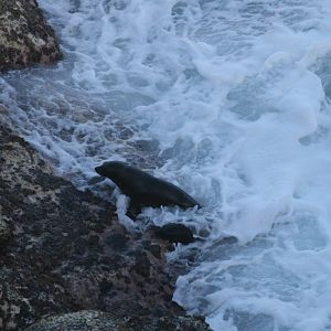 New Zealand Fur Seal pups