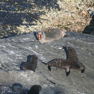 New Zealand Fur Seals