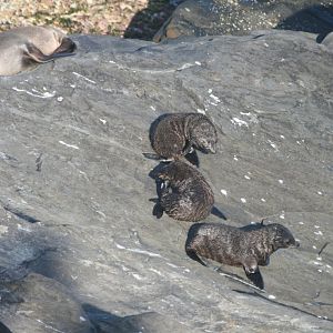 New Zealand Fur Seal pups