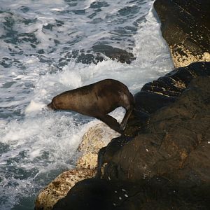 New Zealand Fur Seal