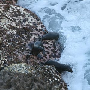 New Zealand Fur Seal pups