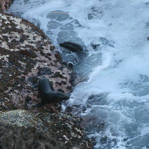 New Zealand Fur Seal pups
