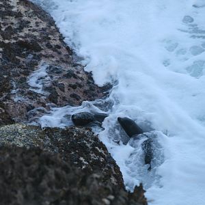 New Zealand Fur Seal pups