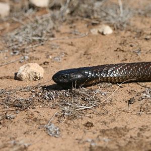 Black Tiger Snake