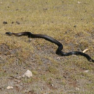 Black Tiger Snake