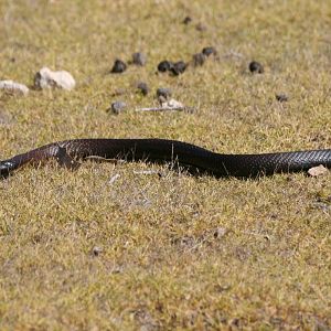 Black Tiger Snake
