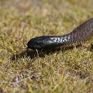Black Tiger Snake